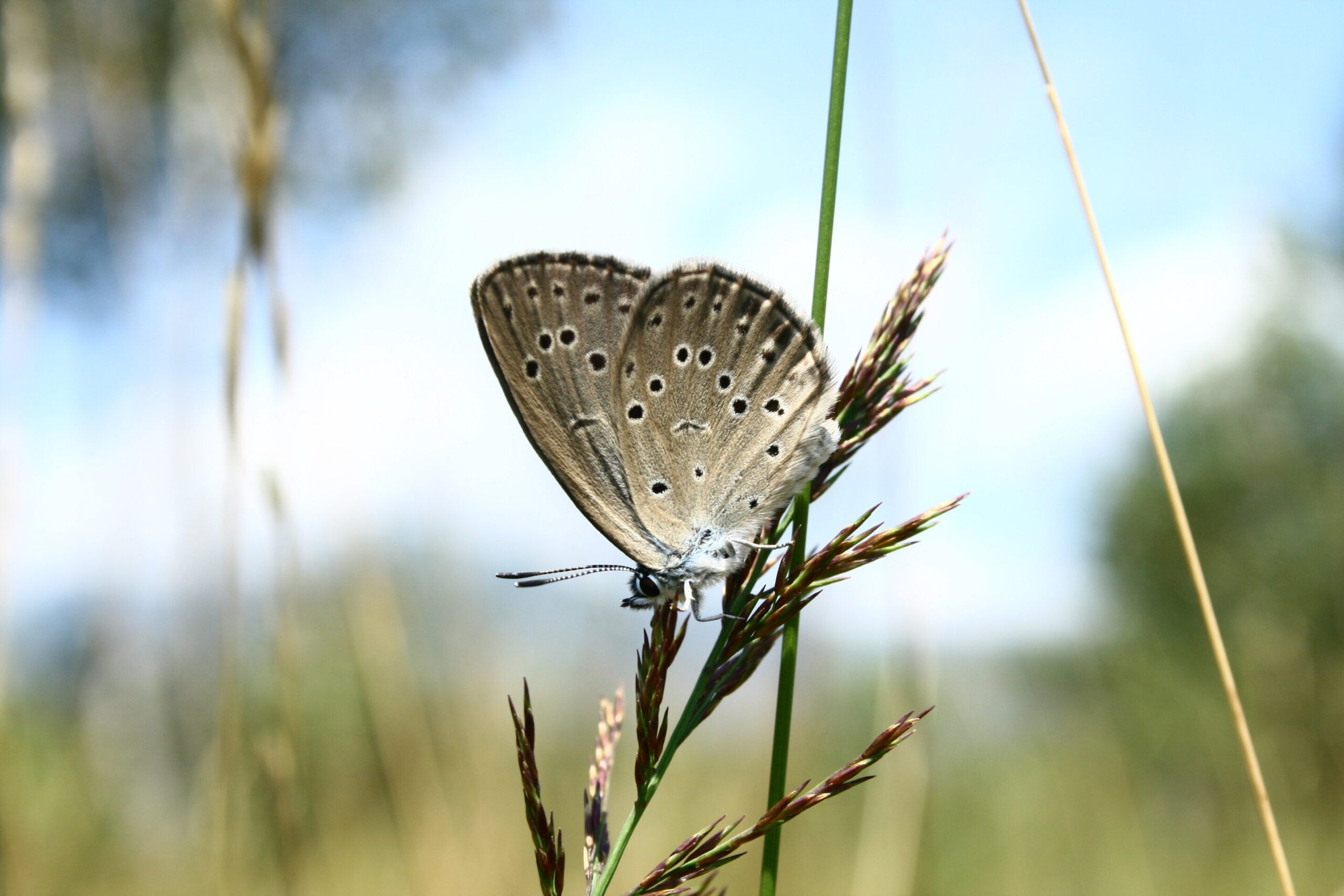 Adult Maculinea butterfly.