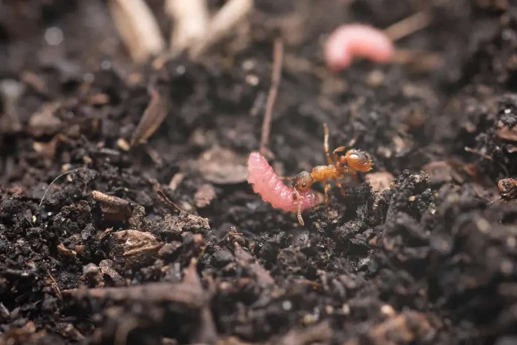 Ant carrying a Maculinea butterfly caterpillar.