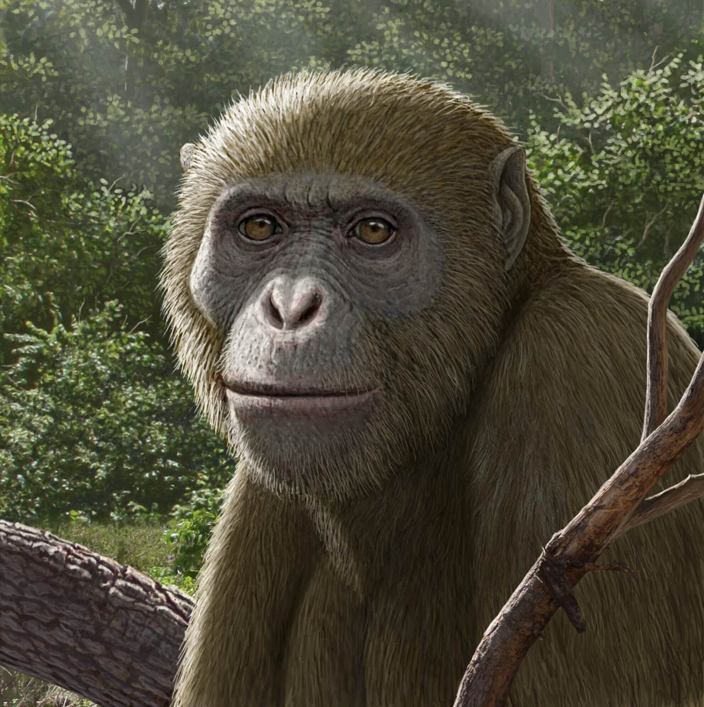 Reconstruction of Masripithecus moghraensis by Mauricio Antón.