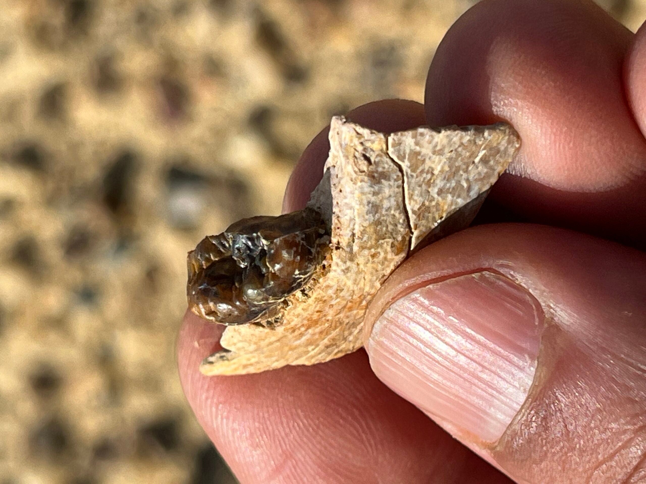Masripithecus moghraensis mandibular fragment with right M3 at the moment of discovery.