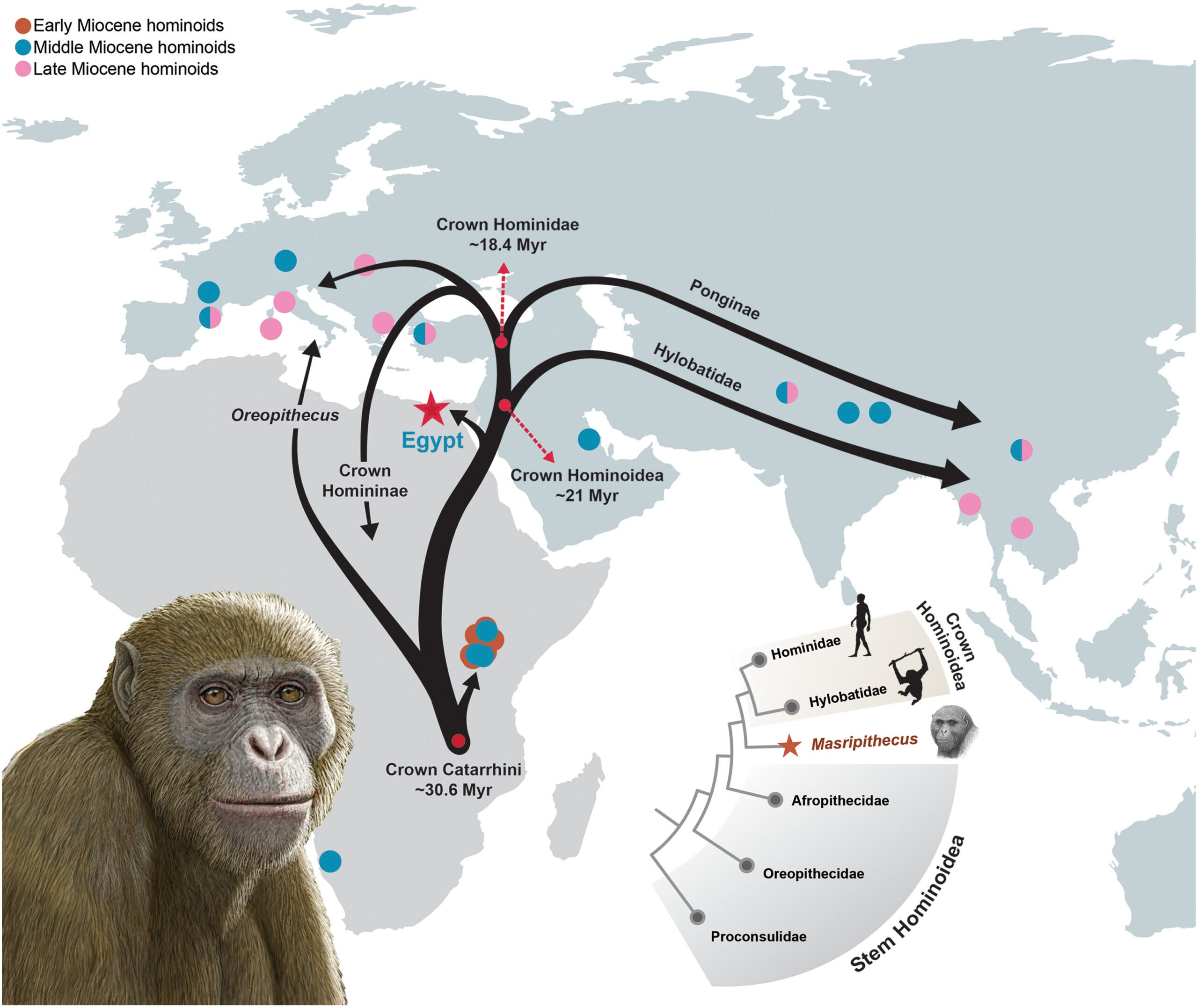 M. moghraensis and the dispersal of crown hominoids in the Miocene. The map highlights Wadi Moghra, Egypt (star), which is the discovery site of Masripithecus—the first definitive North African ape—alongside key Miocene hominoid localities (see table S1) across Afro-Arabia and Eurasia.