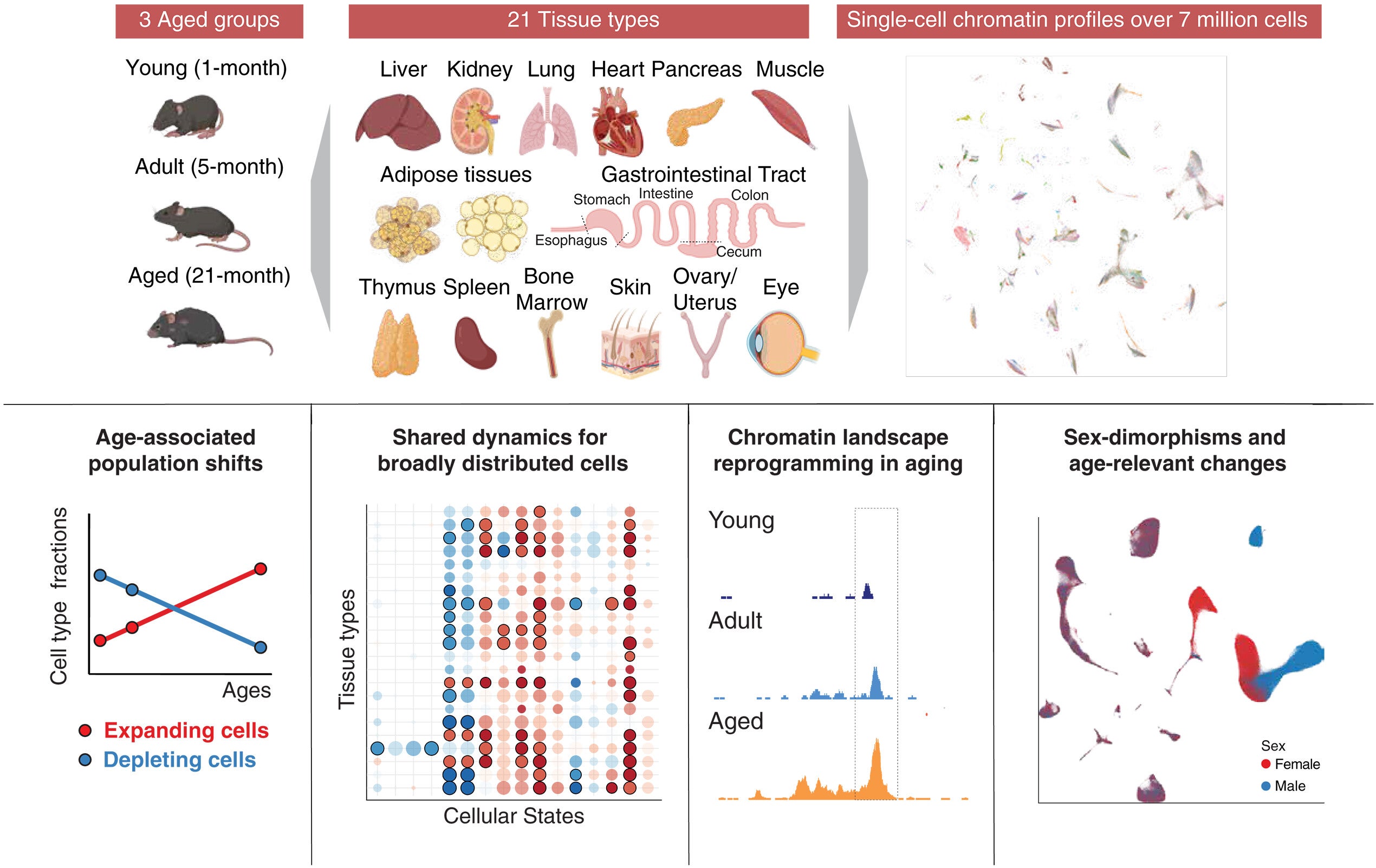 An organism-wide single-cell atlas of chromatin accessibility reveals cellular dynamics and epigenomic remodeling during aging.
