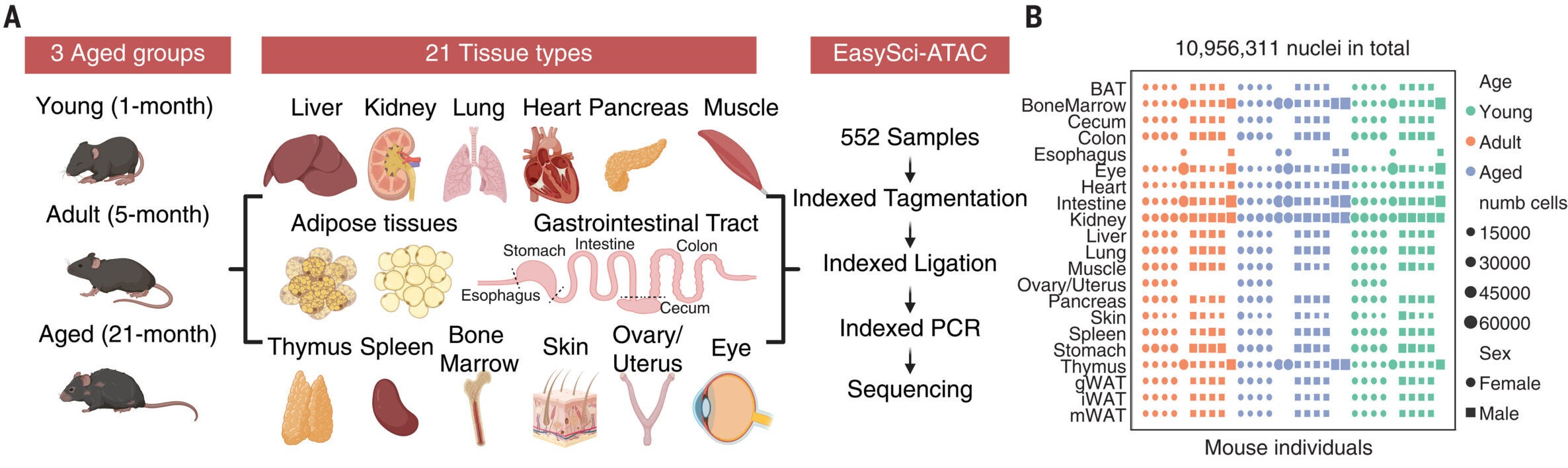 An organismal, single-cell chromatin accessibility atlas of aging.