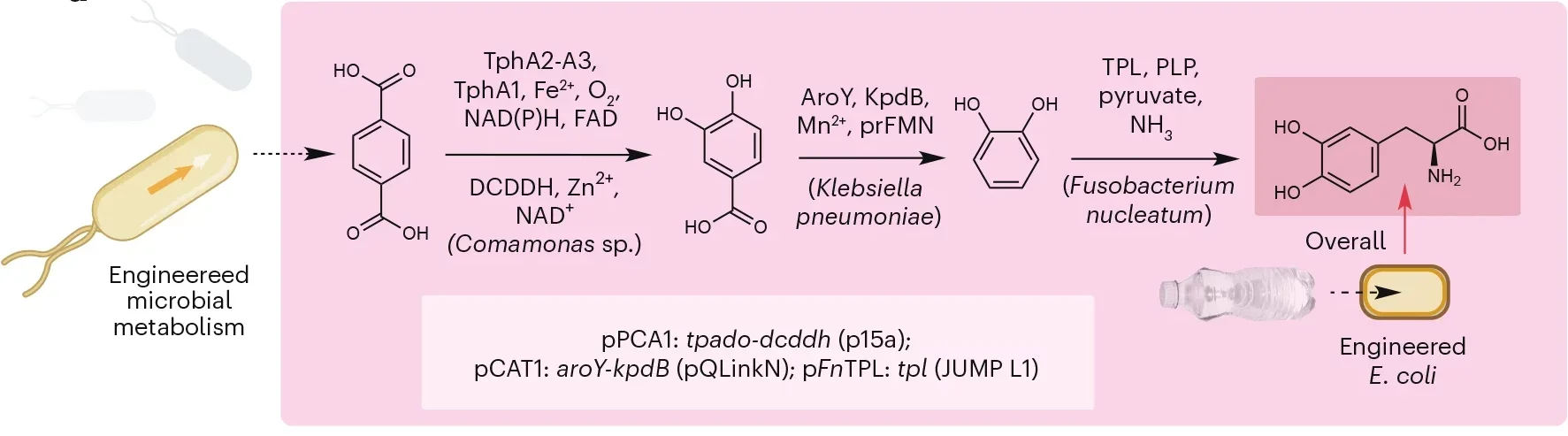 De novo biosynthetic pathway to l-DOPA from PET monomer TPA.