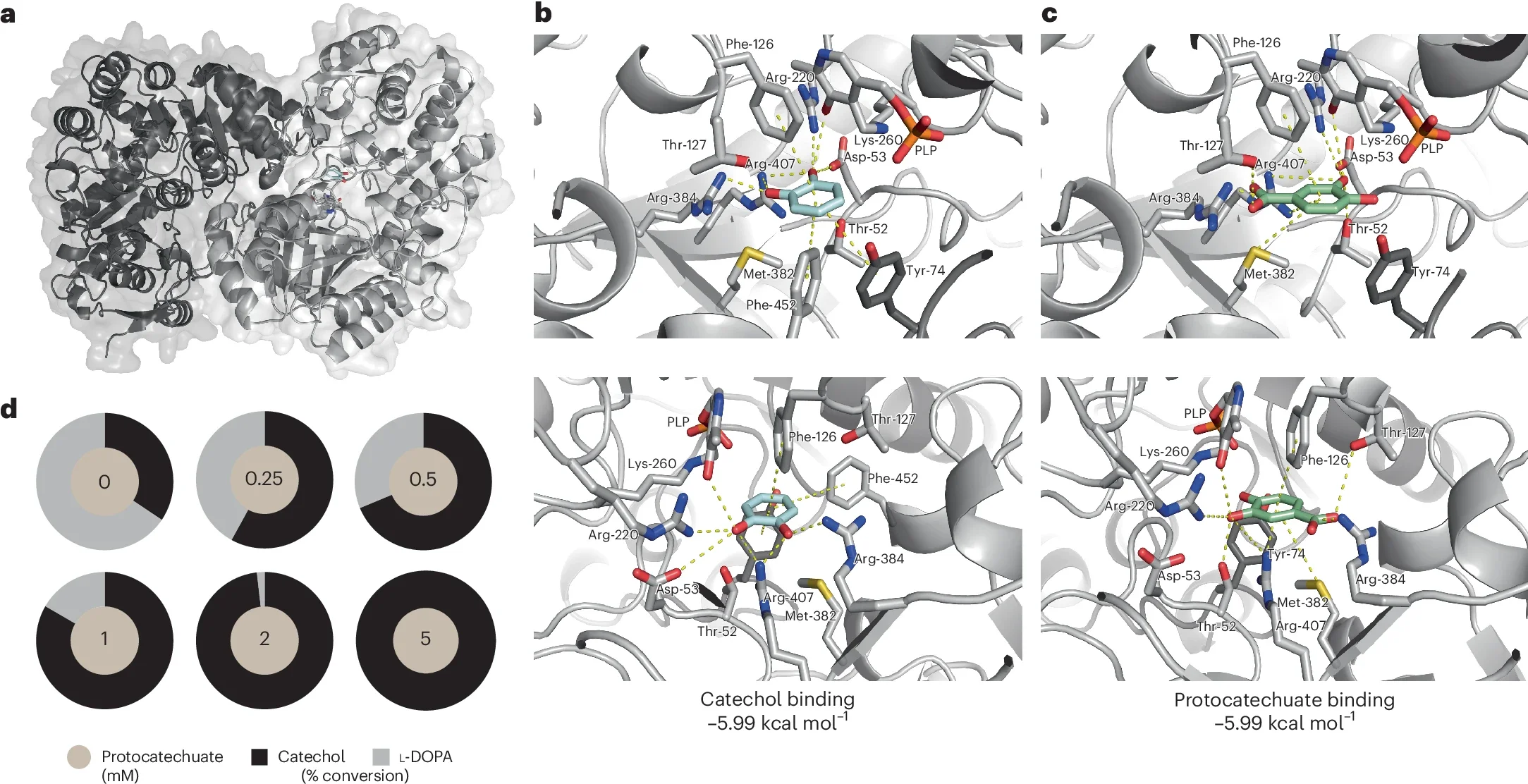 In silico modelling of TPL and in vitro inhibition by PCA.