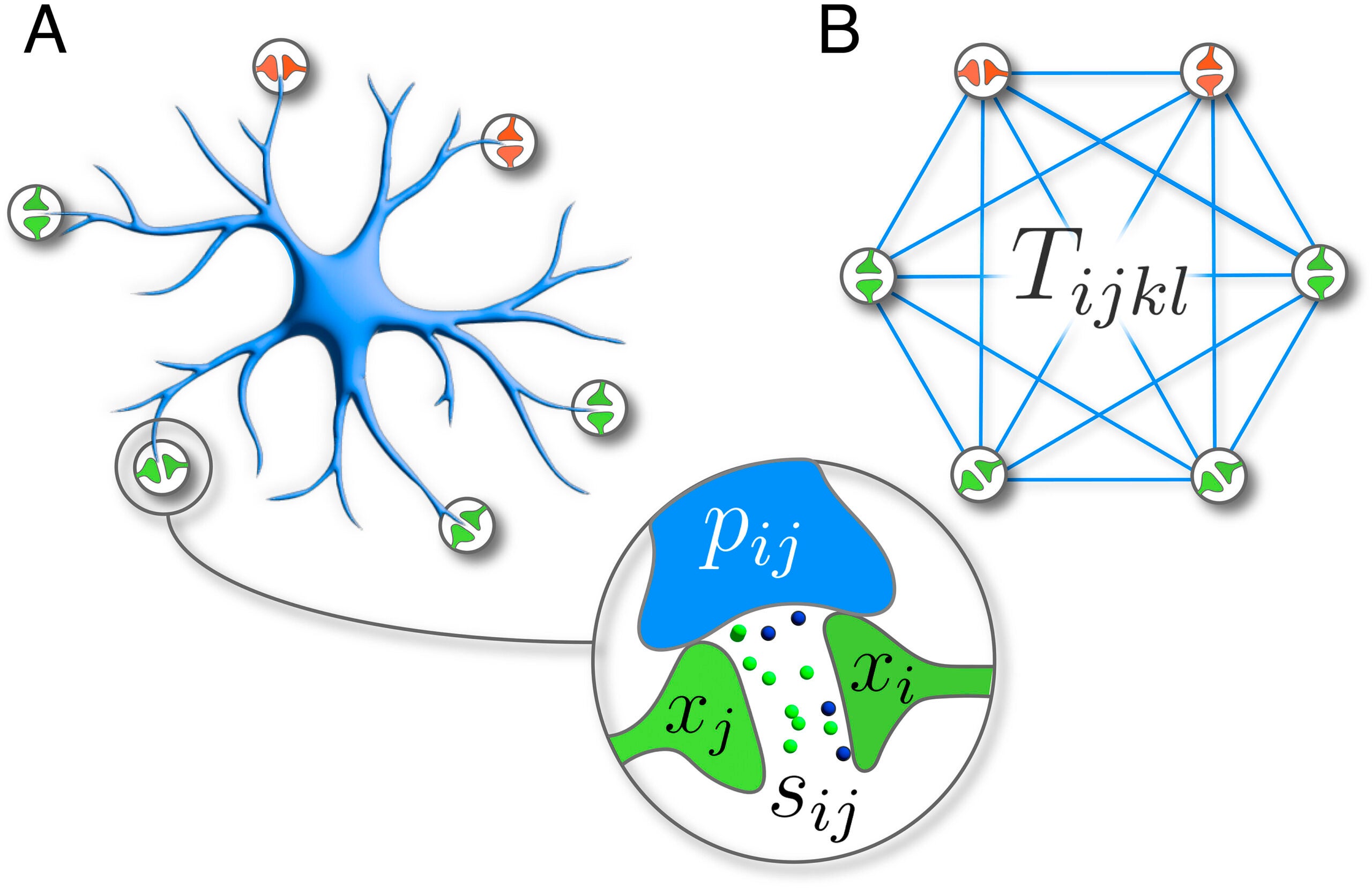  An abstracted version of an astrocyte, showing the astrocyte processes and the synapses. (B) Our mathematical idealization of the minicircuit defined by a single astrocyte.