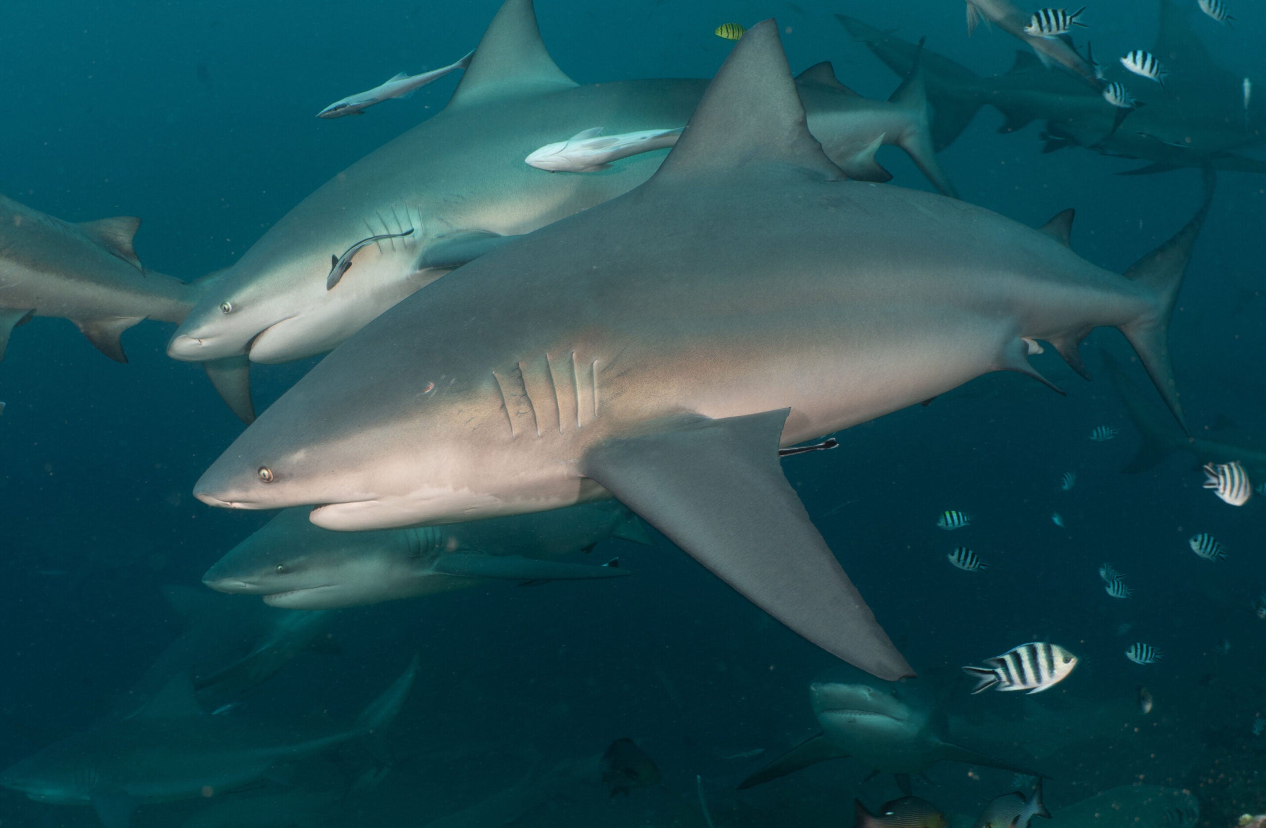 Adult bull shark 'Chunky' (foreground) parallel swimming with subadult female 'Lady Lazarus' (background). 