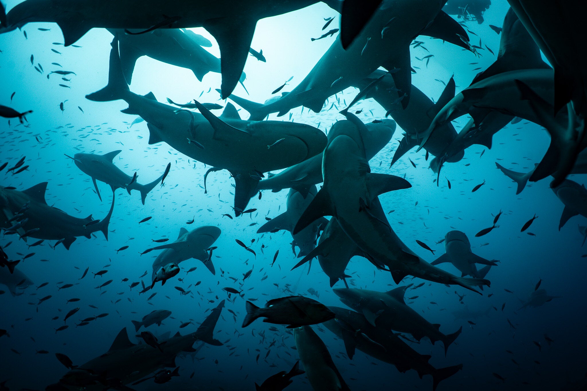 View from below the bull sharks in the 'Arena’ at Shark Reef Marine Reserve.