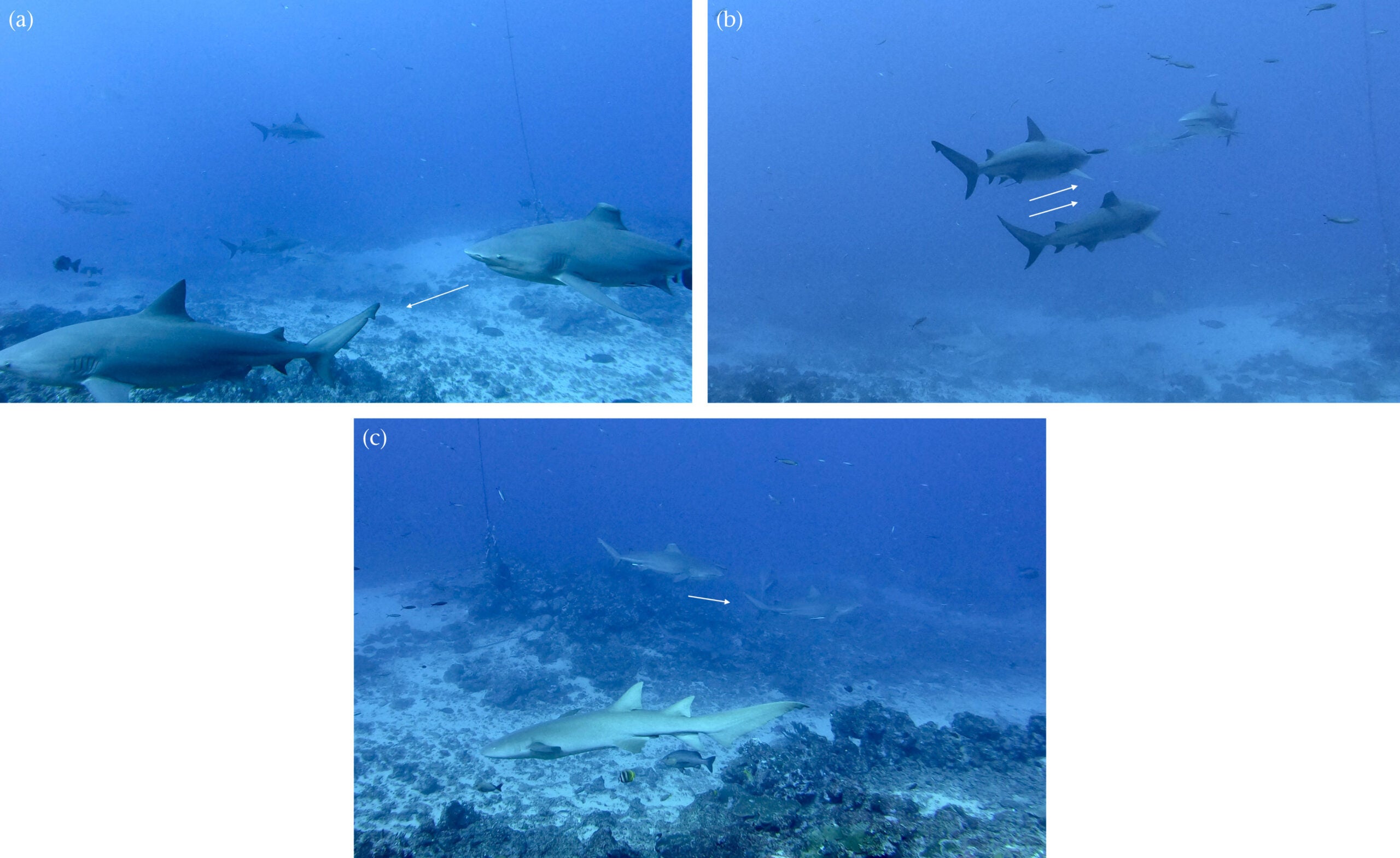 Social interaction patterns observed on the study site between male bull shark dyad ‘Big Poppa’ and ‘Sharkbite’. (a) Lead–follow, (b) parallel swim, (c) lead–follow. White arrows represent the positioning of the subject sharks and the direction of movement.