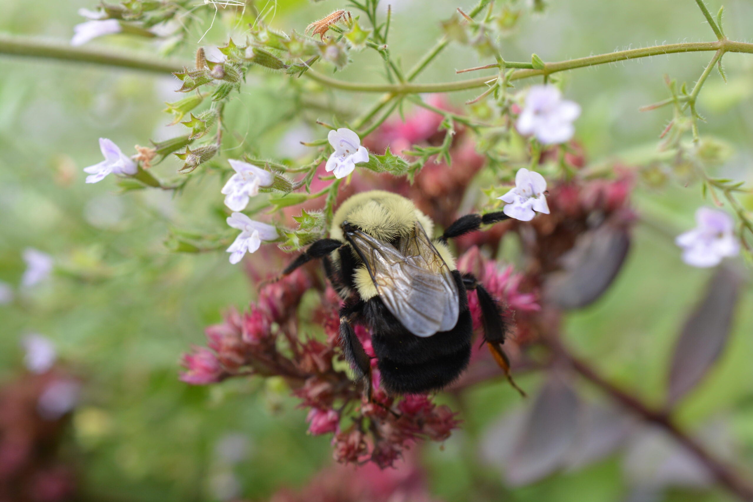 Bumble bee (Bombus impatiens) queen foraging to build energy reserves in preparation for overwintering diapause.