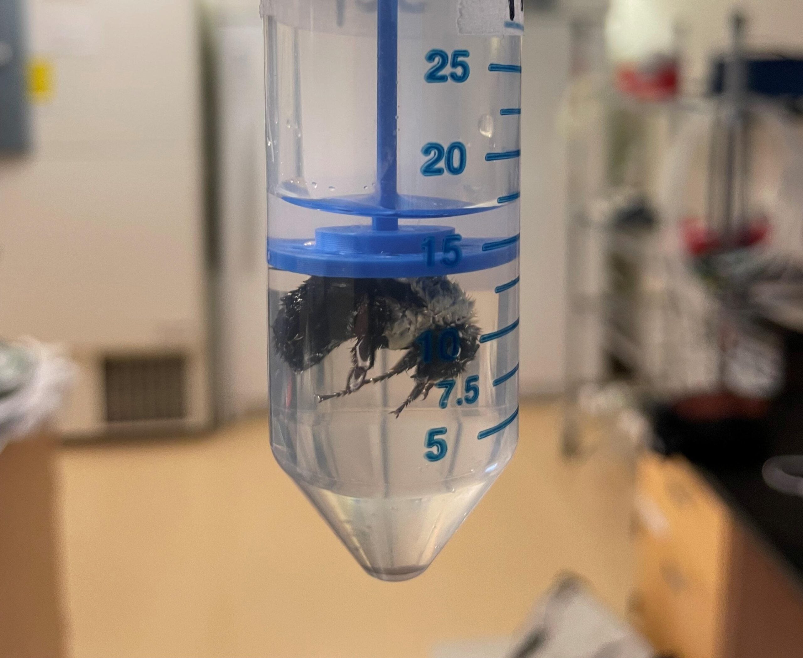 Bumble bee in a tube.