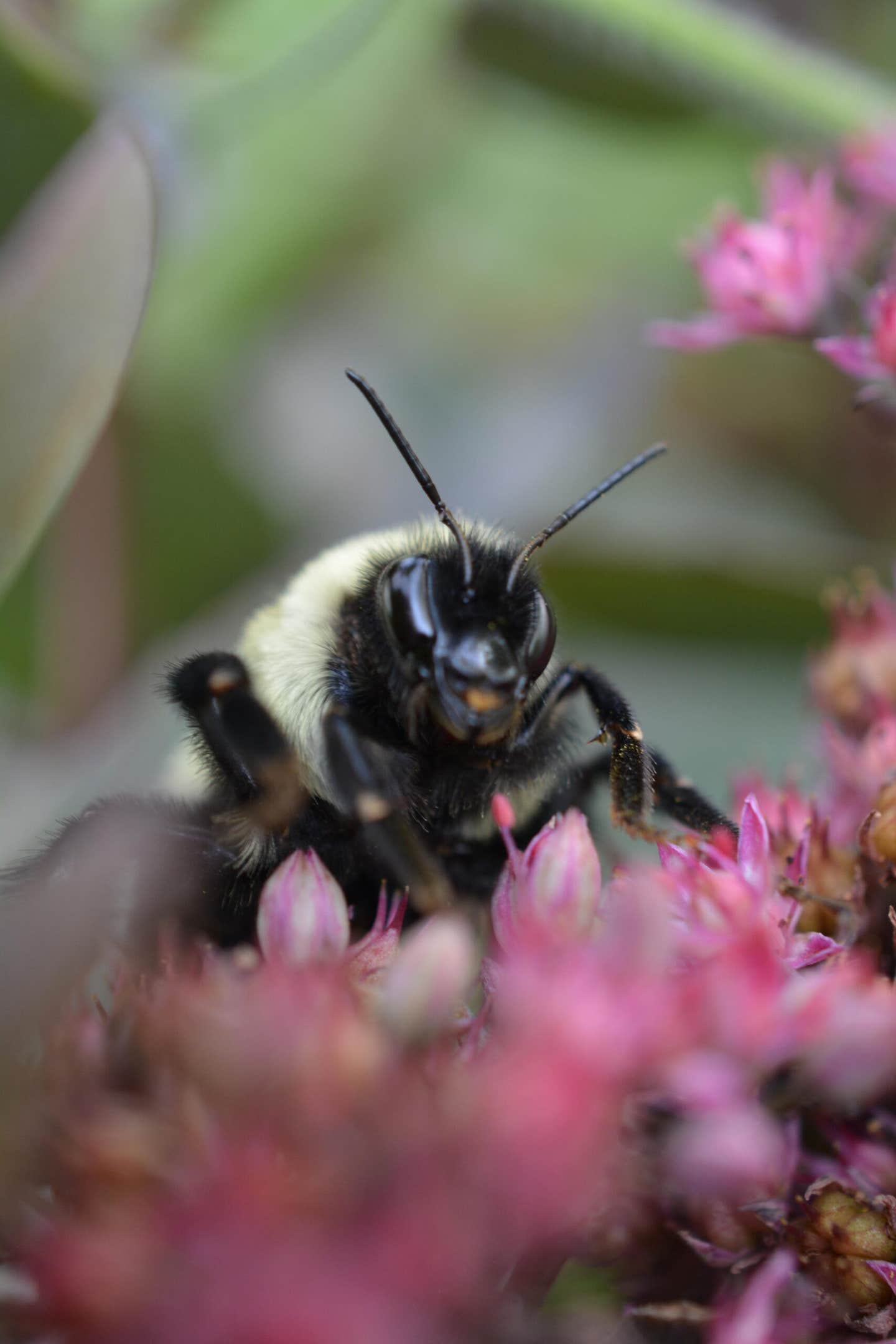 Bumble bee queens can survive over a week underwater using a combination of metabolic depression and anaerobic survival strategies.