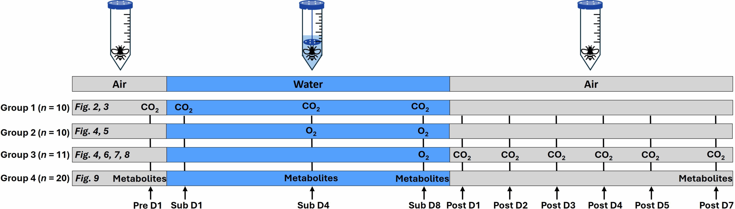 Overview of the study design, showing the different groups of queens used (with sample sizes), their exposure conditions (air or water), the measurements performed for each group and the figures in which the corresponding results are presented.