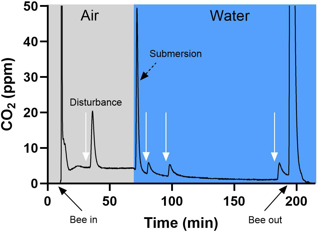 Representative CO2 trace of a diapausing queen, shown before (grey area) and after (blue area) submersion. Negligible CO2 was detected prior to placing the bee into the chamber (black arrow). Insertion of the queen introduced room air, producing a large peak that was flushed until a low, steady level was reached, reflecting the queen’s pre-submersion resting CO2 production. 