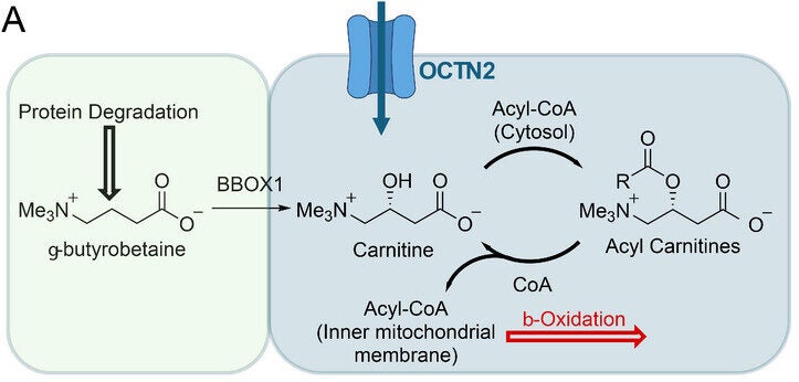 Design and synthesis of 19F- and 18F-labelled carnitine analogues.