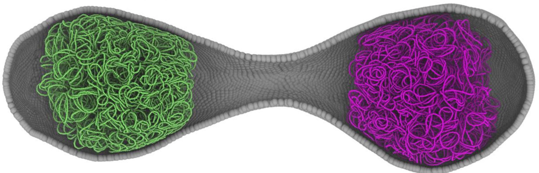 Example of a membrane shape generated using FreeDTS. The long neck was not observed in experimental imaging. Gray particles represent vertices of the triangulated surface. Green and magenta particles represent two chromosomes fitted into the FreeDTS membrane structure.