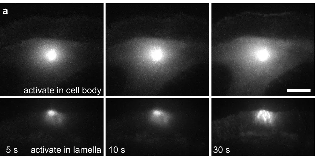 Myosin mediates the advective flow of actin.