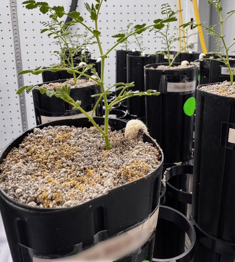 To maintain root hydration in a substrate with poor structure and limited water retention, the researchers developed a cotton wick–based irrigation system that delivered water directly to the chickpea root zone.