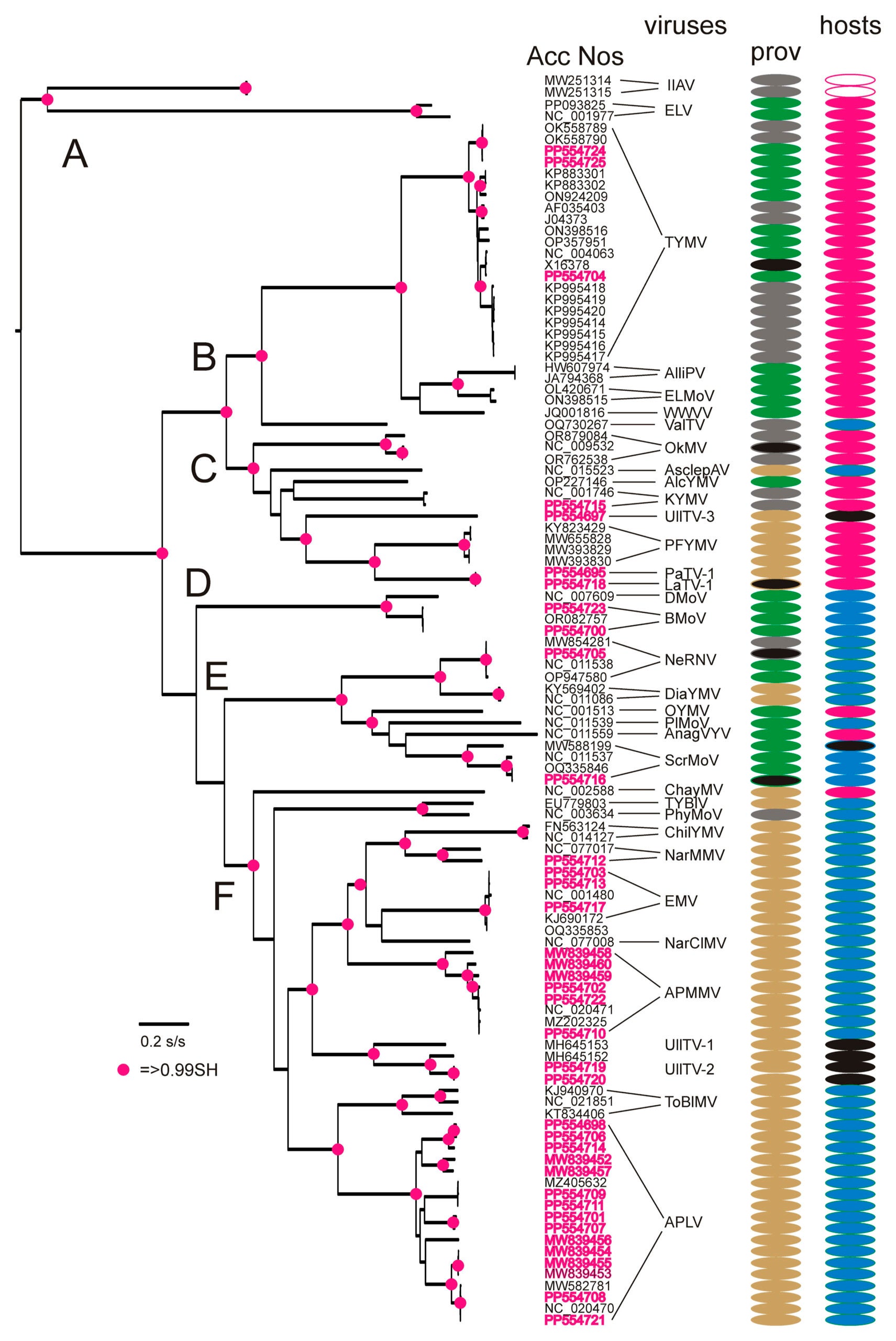 The maximum likelihood phylogeny of 109 concatenated methyltransferase-peptidase-helicase-RNA dependent RNA polymerase and coat protein open reading frames of 31 tymoviruses.