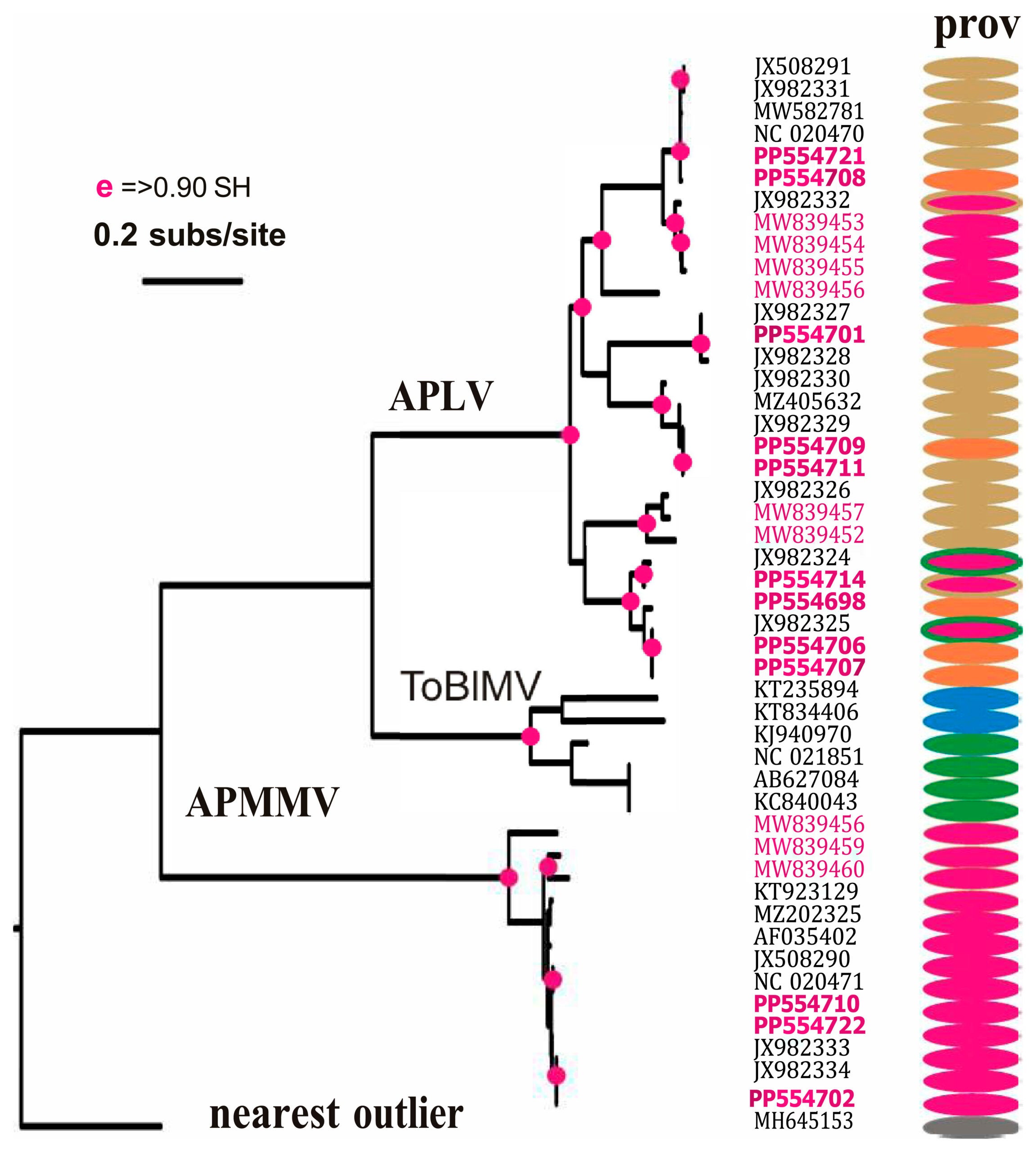 Maximum likelihood phylogeny of the Andean potato latent (APLV), Andean mild mosaic virus (APMMV), and tomato blistering mosaic (ToBlMV) clusters of tymoviruses based on their coat protein gene sequences. 