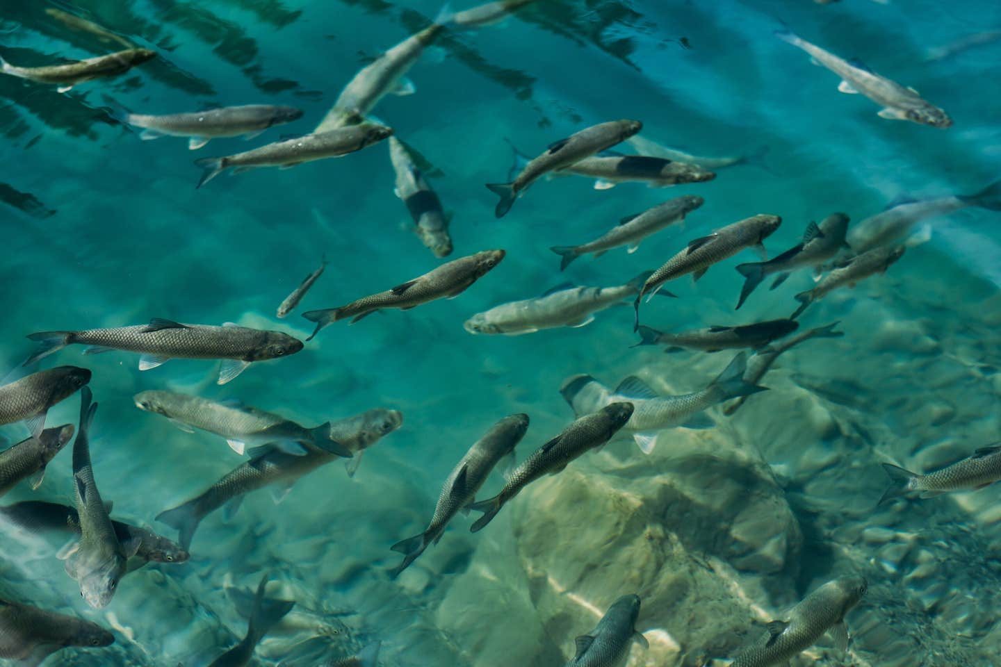 Researchers detected antibiotic residues in a Brazilian river ecosystem and tested a floating plant’s ability to reduce contamination and damage.