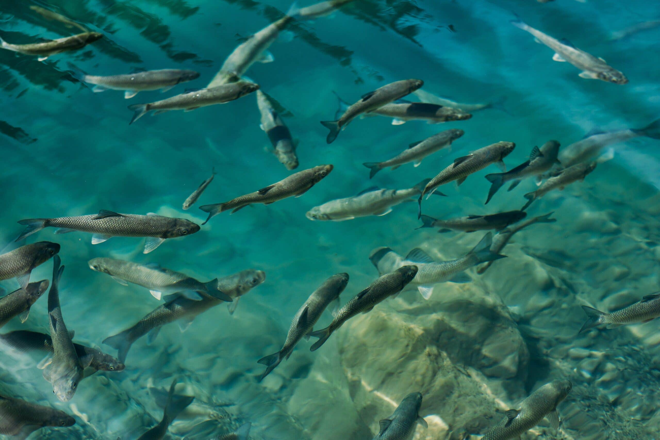 Researchers develop plant-based cleanup for harmful antibiotics found ...