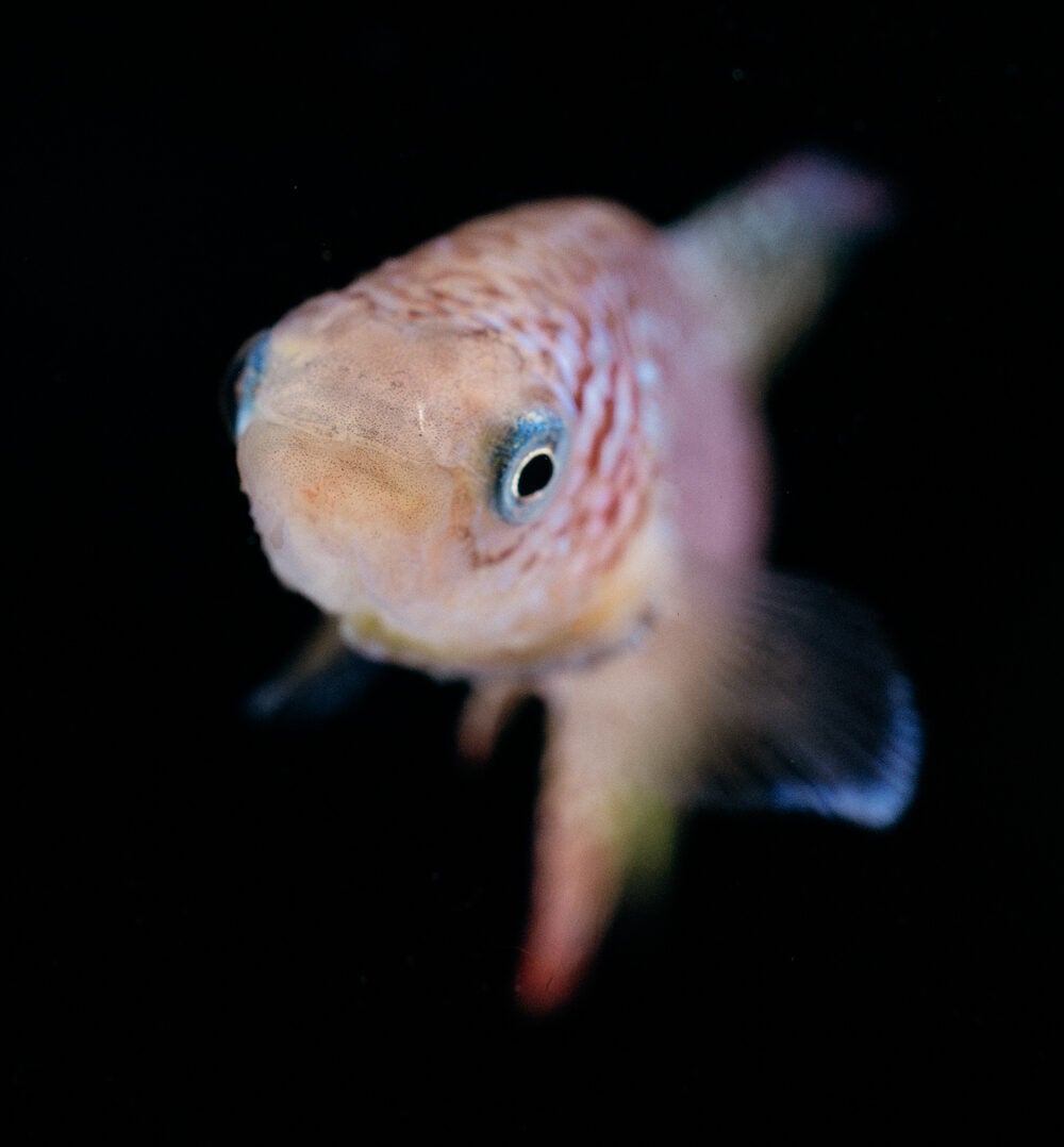 Researchers place African killifish under continuous behavioral surveillance to track movement patterns across their lifespan, finding that activity levels in young adults may serve as an early predictor of longevity.