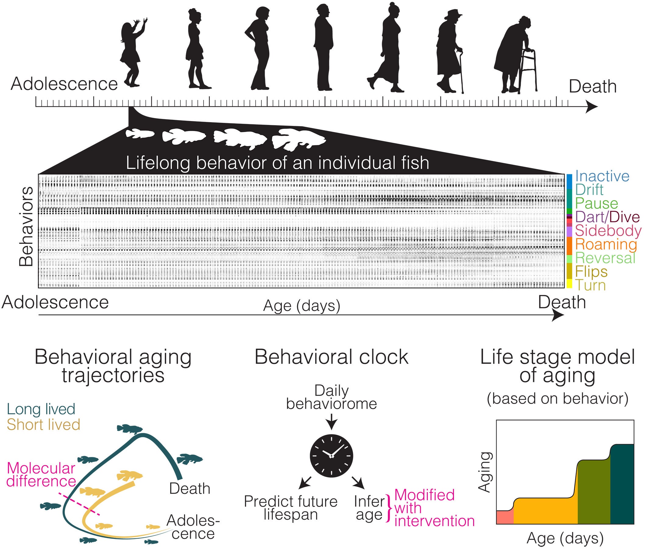 Lifelong behavioral screen. To investigate the lifelong progression of aging, we continuously tracked behavior from adolescence to death in the naturally short-lived African turquoise killifish. Naturalistic behavioral readout, which is noninvasive, revealed individual animal aging trajectories across life. 