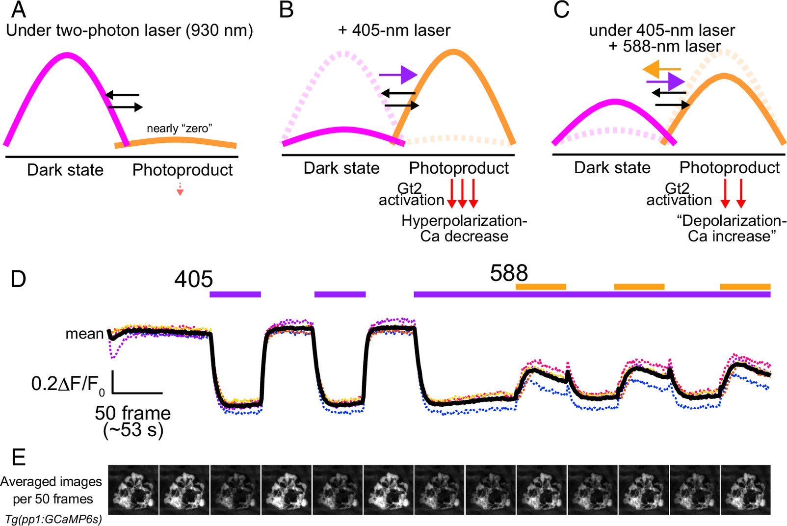 Light irradiation protocol generating PP1-specific responses in wild-type larvae.