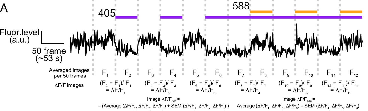 Pineal ganglion cells showing chromatic properties originating from PP1 cells.