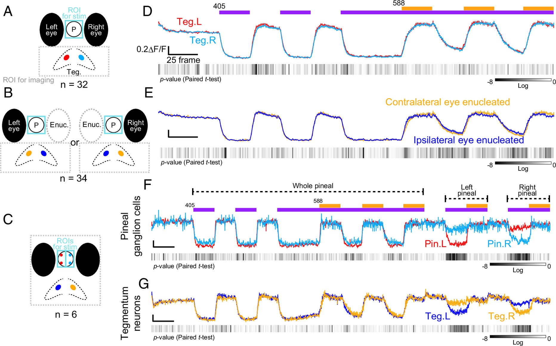 Relationship between photosensory organs and tegmentum in innervation for C-type neurons.
