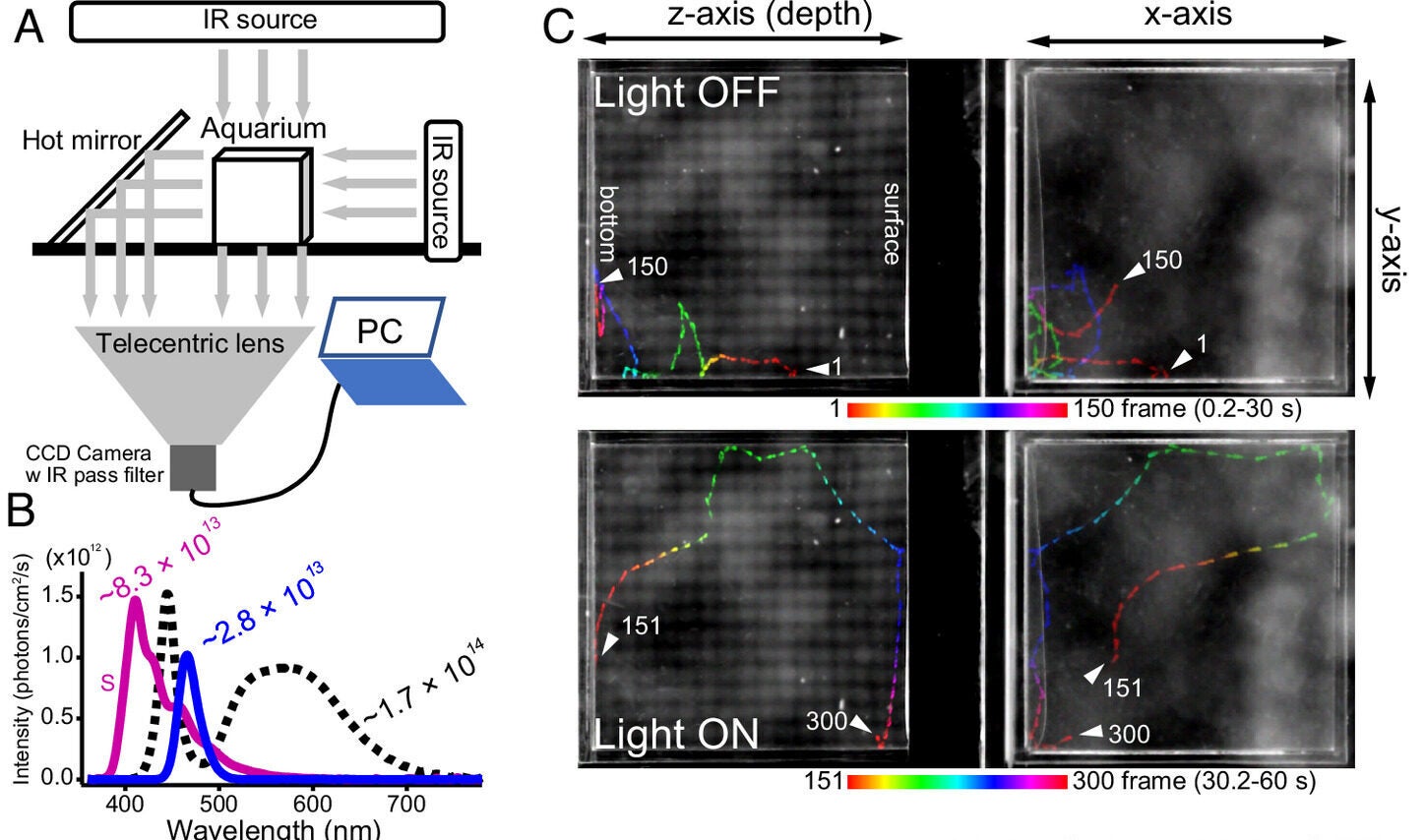 Short-wavelength light-dependent behaviors in PP1-deficient fish and siblings.
