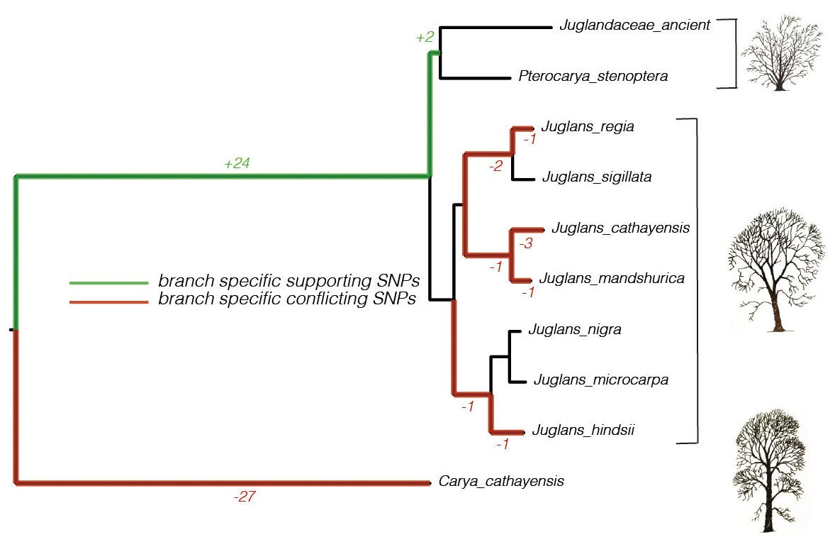 Phylogenetic reconstruction of ancient Juglandaceae. Tree constructed using raxml-ng. Green branches indicate SNPs supporting those particular branches for a Pterocarya/ancient Juglandaceae clade, red branches indicate SNPs which conflict with a placement with ancient Juglandaceae. 
