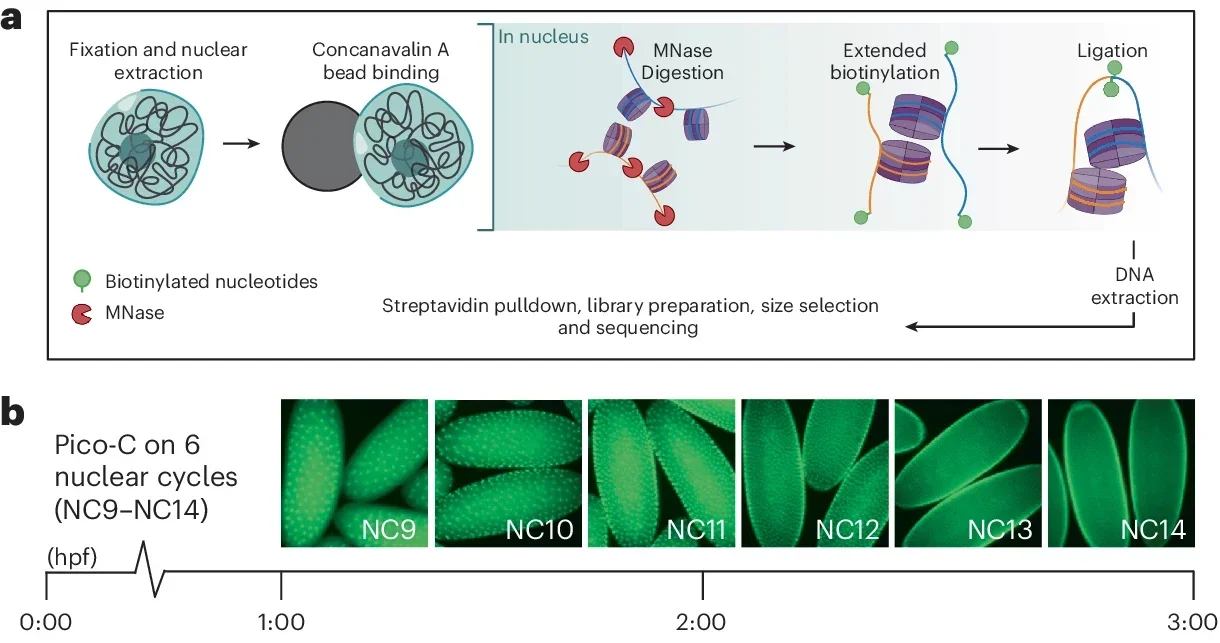 Pico-C enables sub-kilobase chromatin maps across six developmental stages during the establishment of genome architecture in Drosophila.