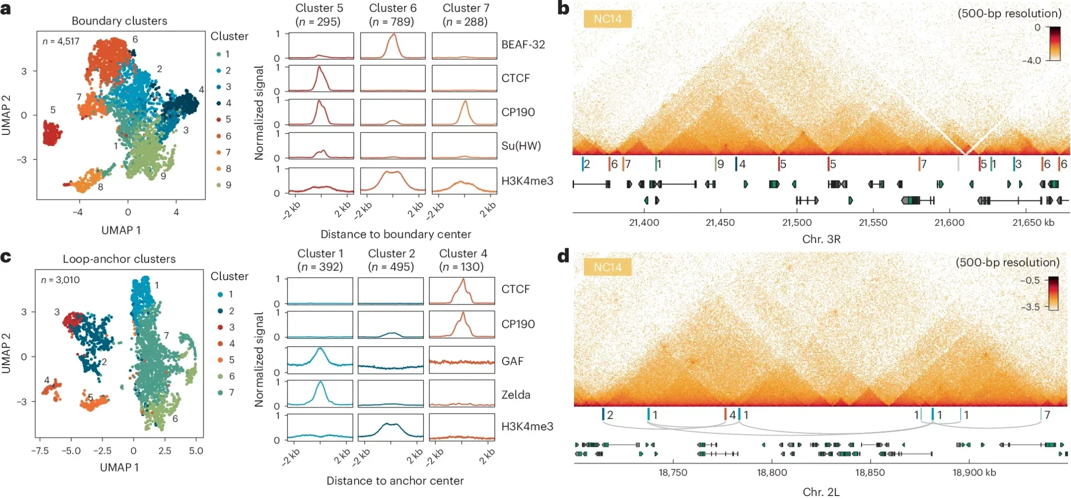 Diverse chromatin signatures anchor architectural features in the early embryo.
