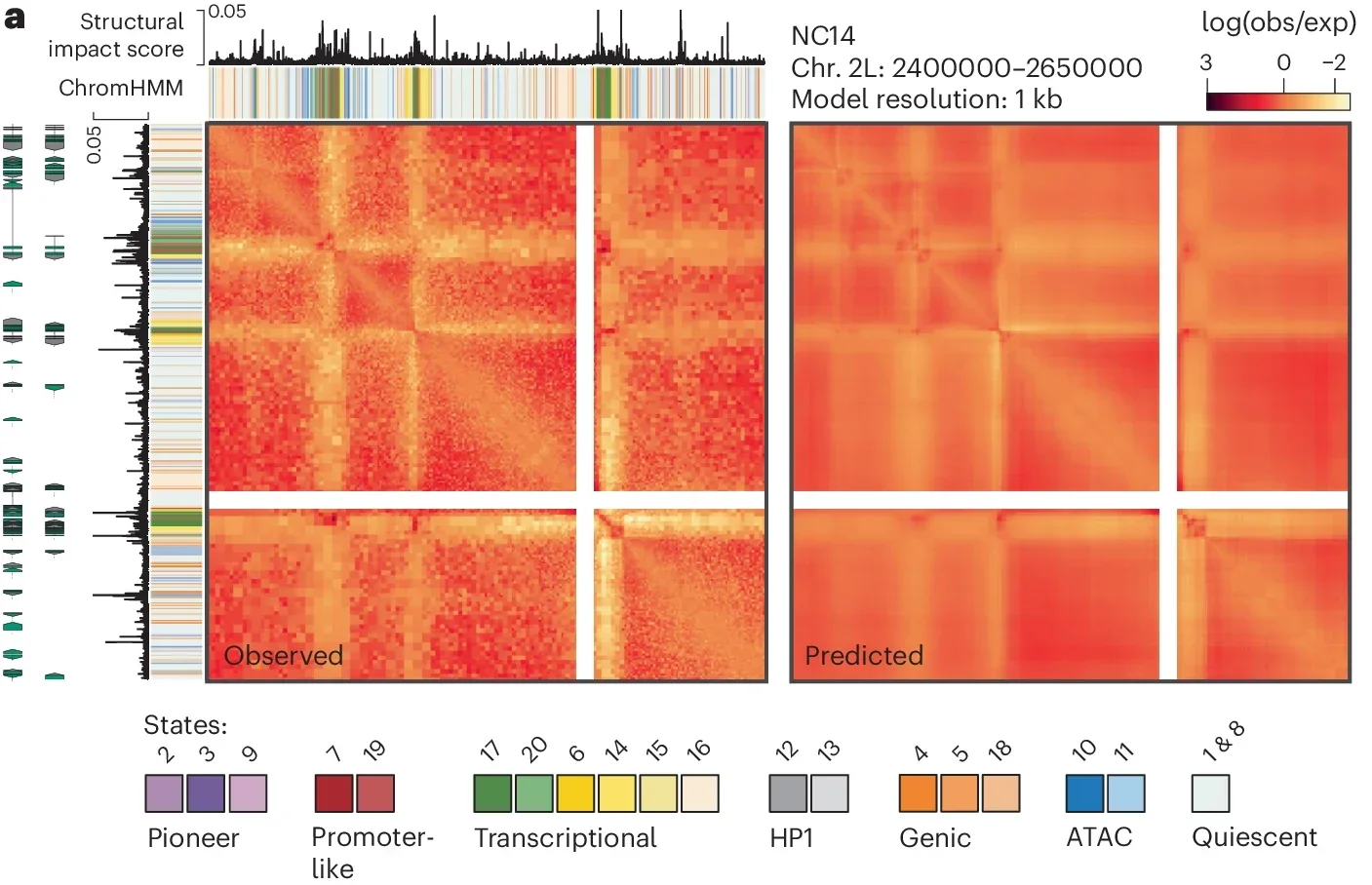 Modeling of chromatin architecture using Orca on Pico-C maps highlights promoter-linked state regions and reveals a diverse set of sequences associated with predicted architecture.