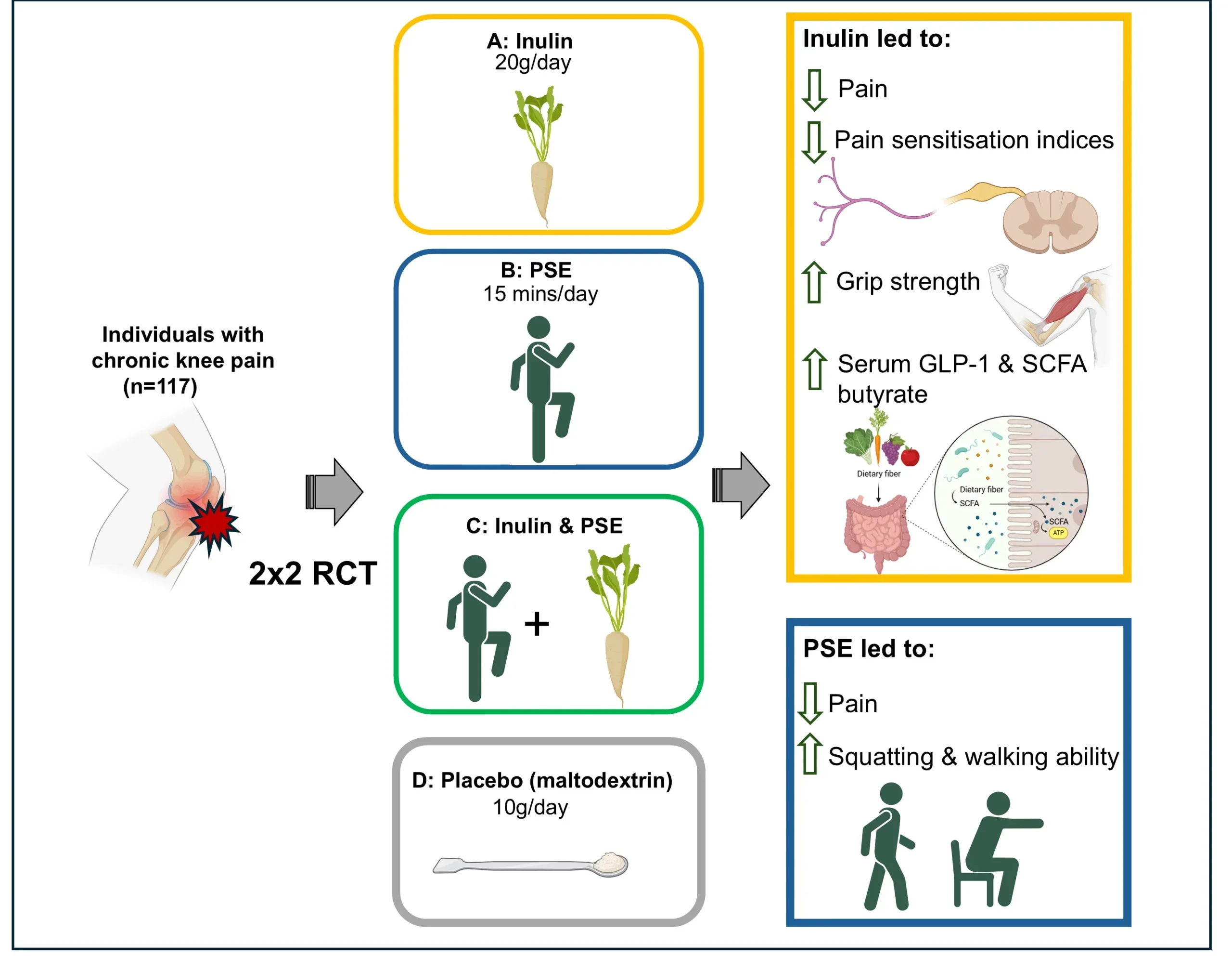 Graphical abstract. Emerging evidence links the gut microbiome to chronic pain processing. Inulin, a prebiotic fibre, modulates the gut microbiome, while physiotherapy-supported exercise (PSE) improves pain and function. 