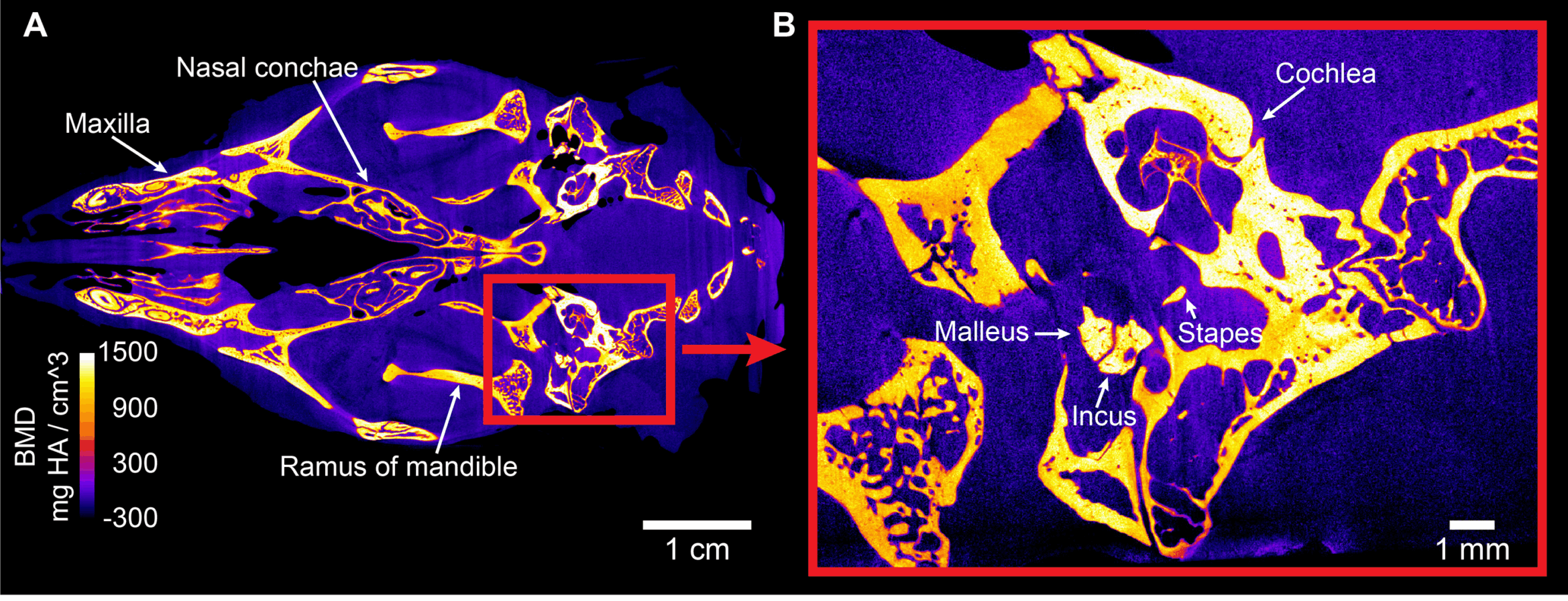 (A) Annotated virtual coronal micro-CT section of the entire head of a European hedgehog. (B) Magnification of the left ear. Pixel values were converted into BMD values in milligrams of hydroxyapatite (HA) per cubic centimetre. Ear bones are slightly denser than the remaining bones in the skull.