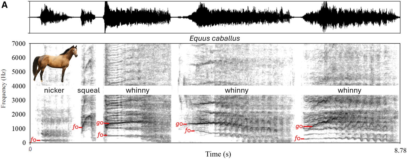 Domestic horses (Equus caballus; 11 different breeds) nicker and squeal (containing one fundamental frequency), as well as whinnies (containing two fundamental frequencies; n = 267 whinnies from 18 horses).