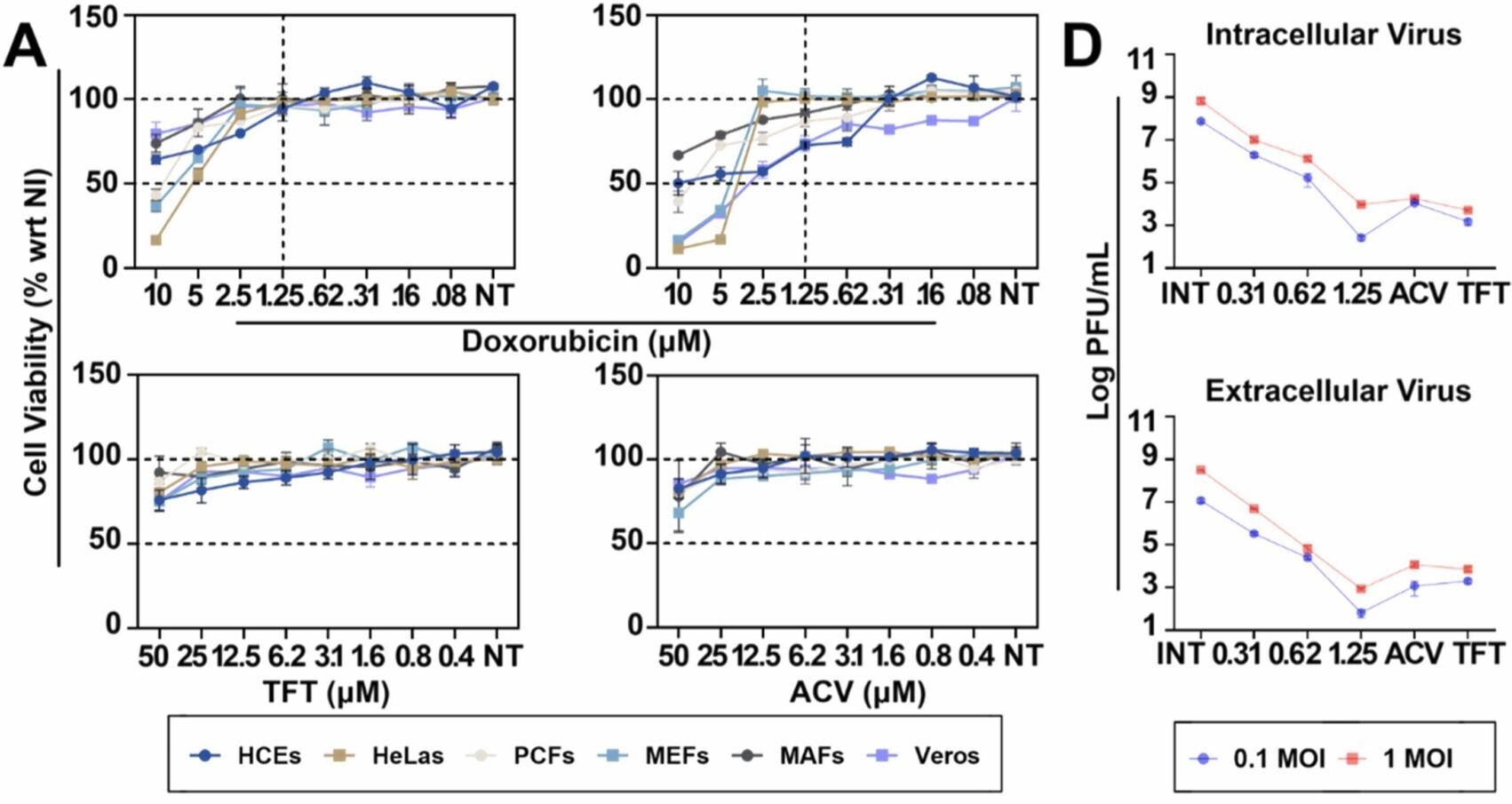 Therapeutic application of doxorubicin suppresses HSV-1 infection under cell culture conditions.