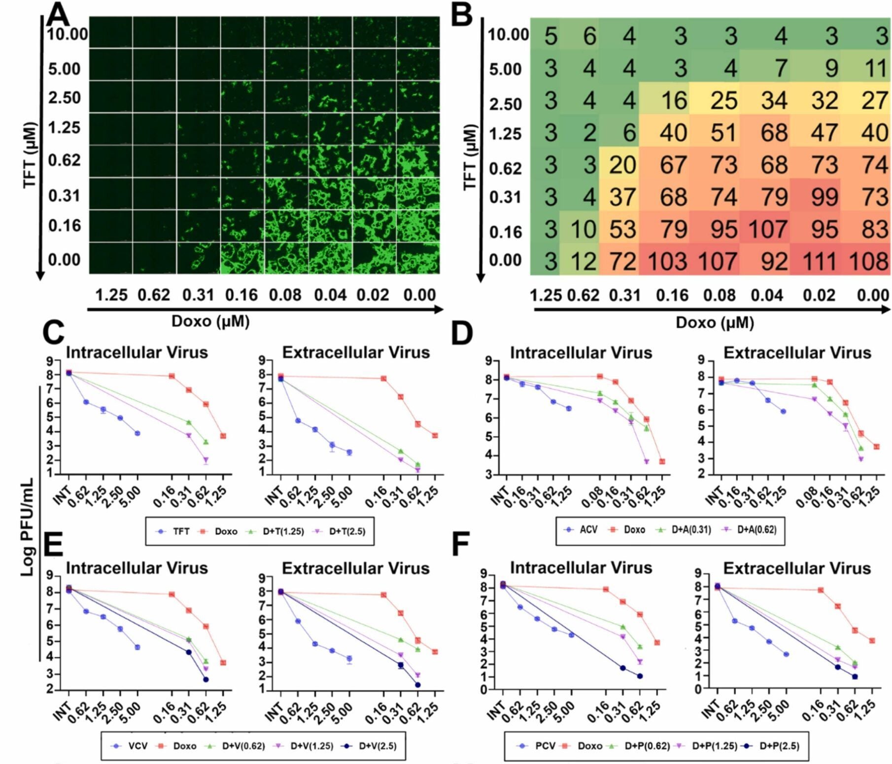 Doxorubicin synergizes with nucleoside analogs and reduces their effective antiviral concentrations.