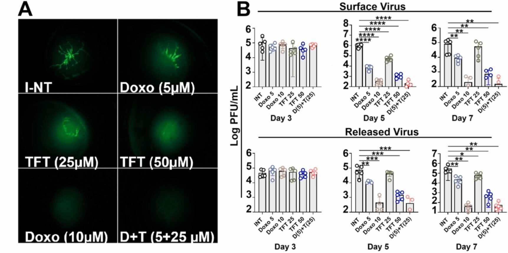 Doxorubicin exhibits potent antiviral efficacy in a porcine ex vivo corneal model and in primary porcine corneal cells.