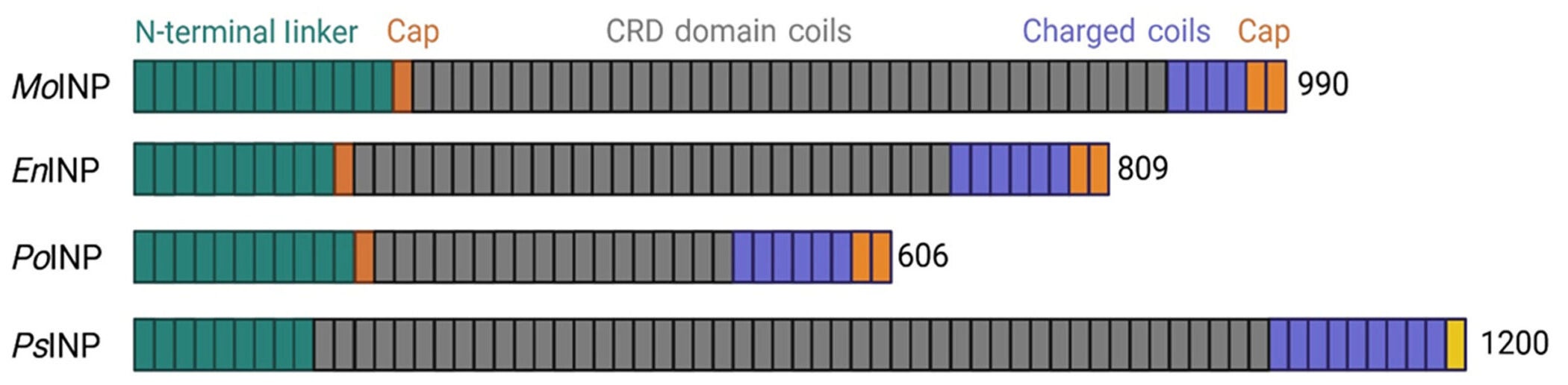 Schematic domain map of MoINpro, EnINpro, PPoINpro, and PsINpro, highlighting conserved and variable regions.