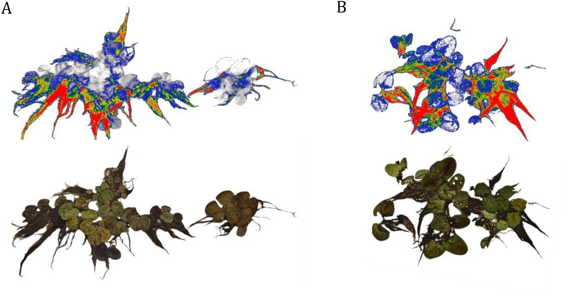 Autoradiography of S. auriculata after exposure to antibiotics
