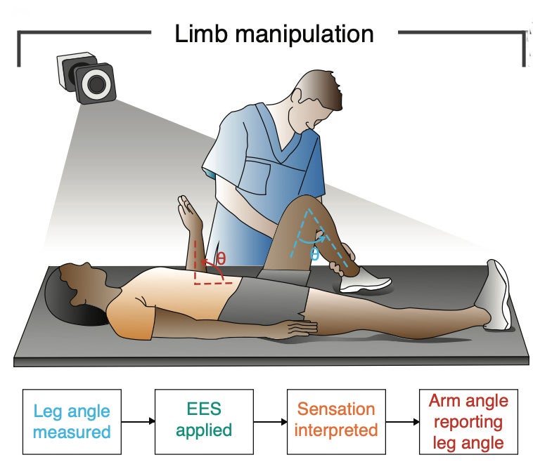 Participants were able to use sensory feedback provided by stimulation to accurately report joint angles