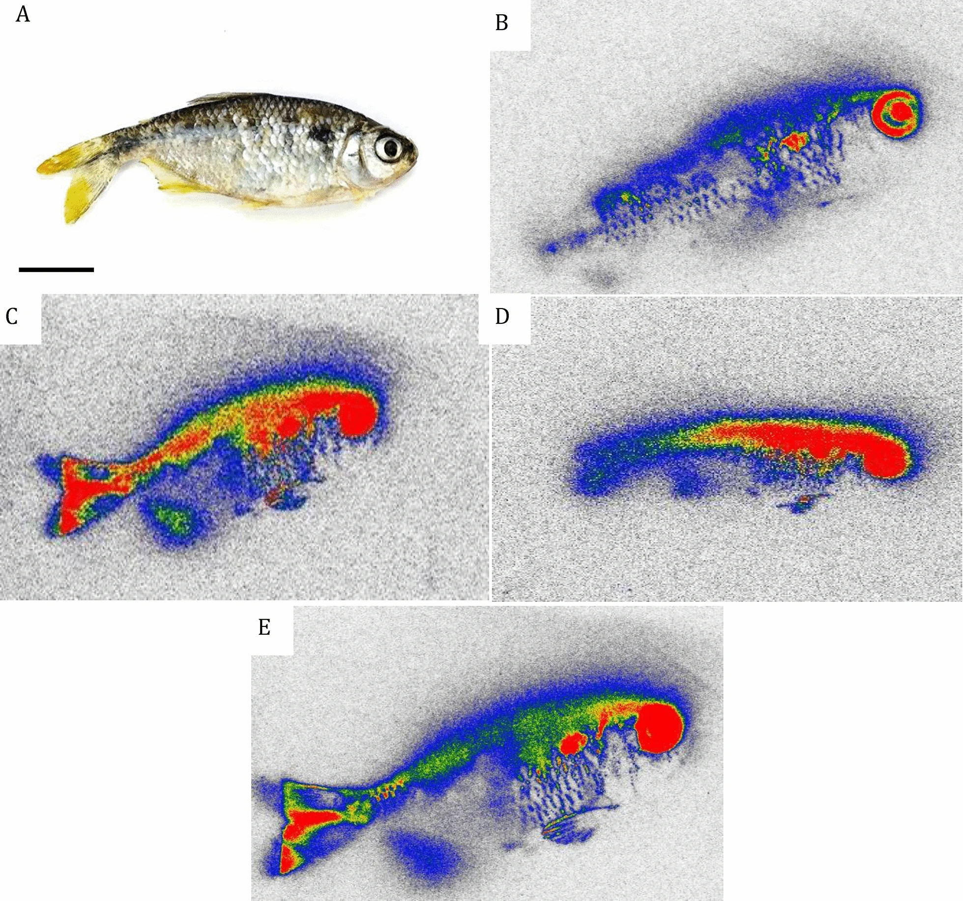 Autoradiography of A. bimaculatus (lambari) exposed to antibiotics a freeze-dried fish for scintigraphy