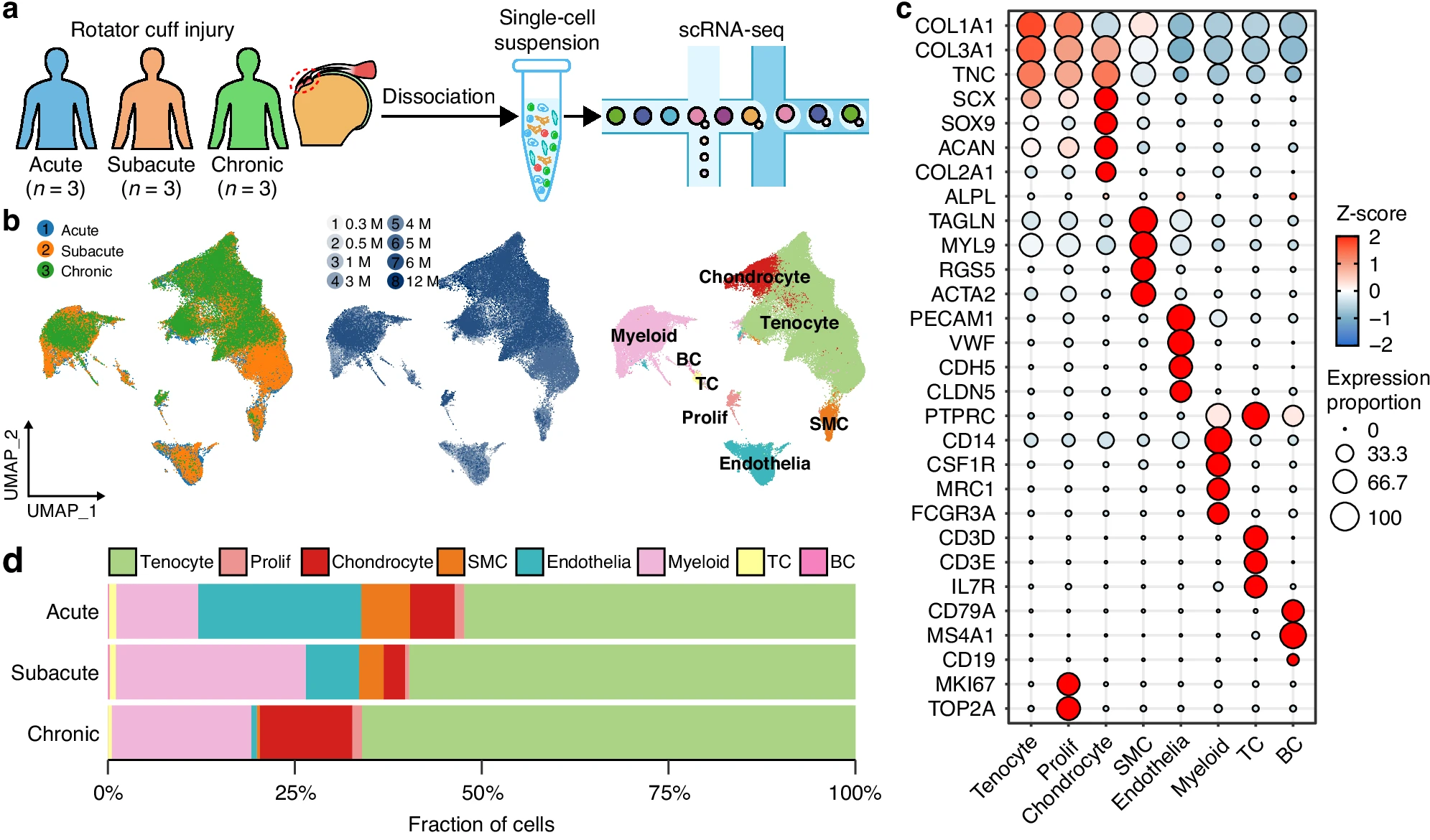 Fibrotic scar profile across stages and cell types after RCT.