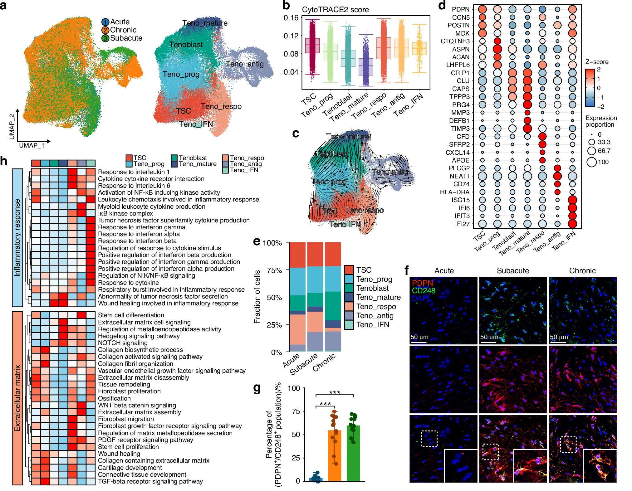 Tendon stem cell and tenocyte progenitor as the main source of ECM after RCT. a UMAP embedding of tendon cells annotated by stages and subclusters.