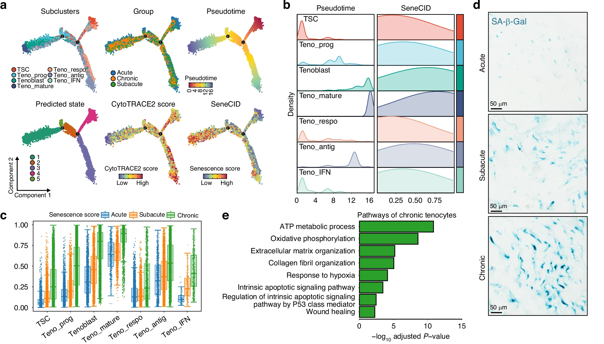 Characteristics and key regulators of senescent tenocyte after RCT.