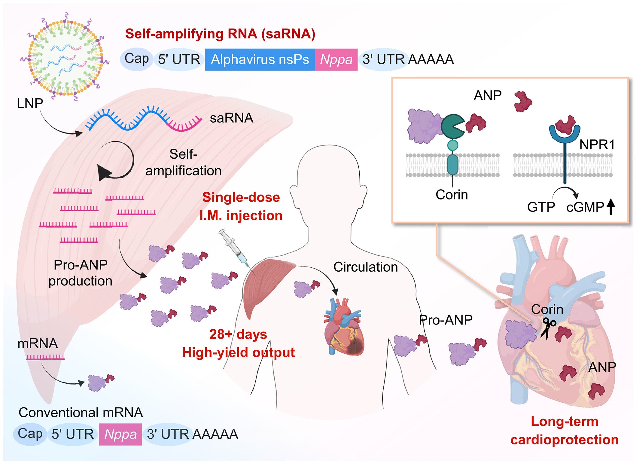 Intramuscular injectable saNppa-LNP therapy for durable cardioprotection.